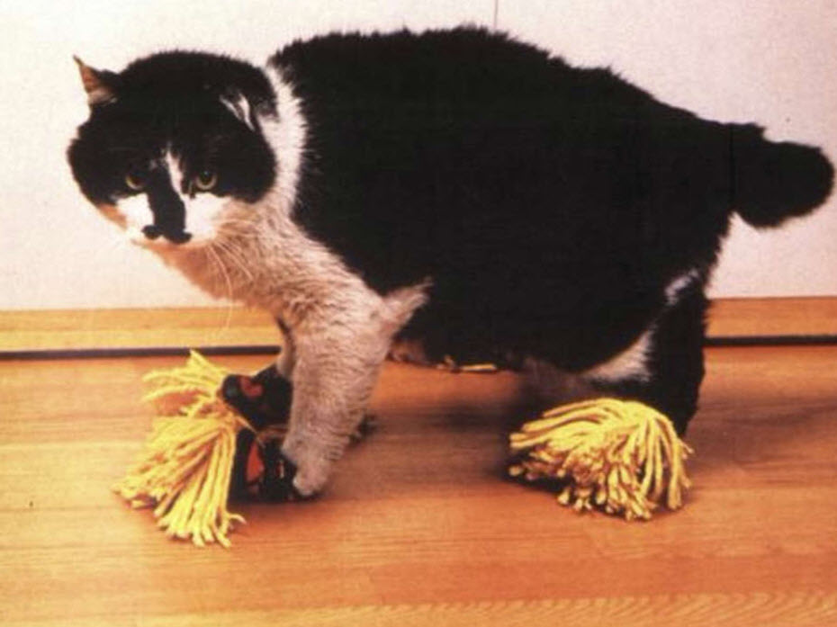 Cat wearing tiny mop slippers on a wooden floor